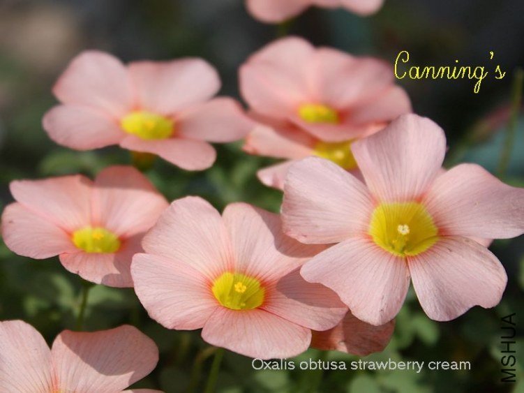 strawberry cream.jpg
