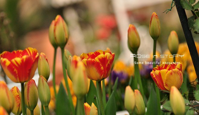rOSE in story201366.jpg