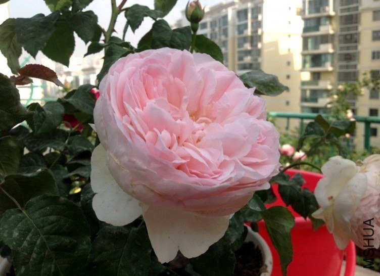 ���򷨰�˹��1 of zxhdani.jpg