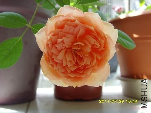 ������Ů��3 of С��ݮ008 .JPG