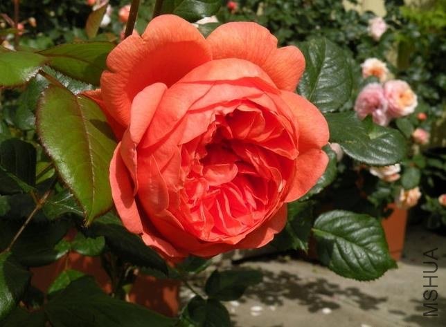 ����֮�裨Summer Song ��.jpg