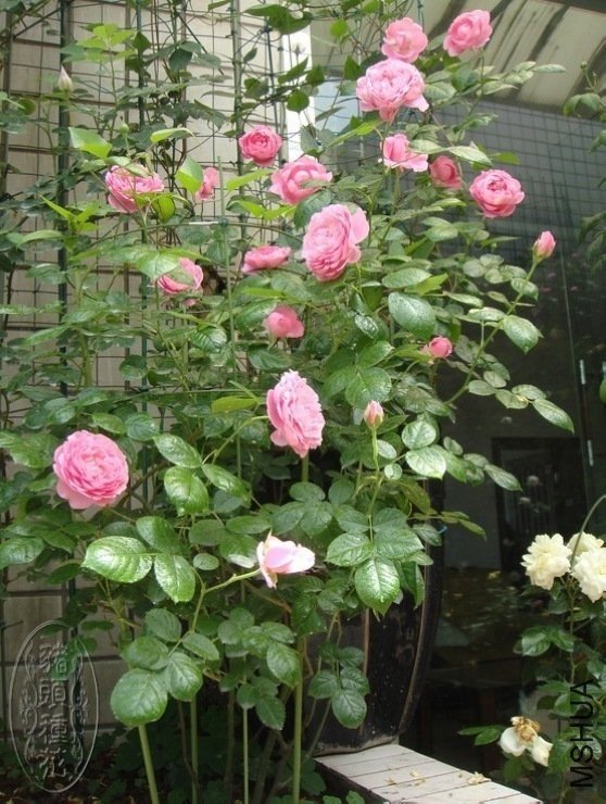 ������15 of ���ҵ�.jpg