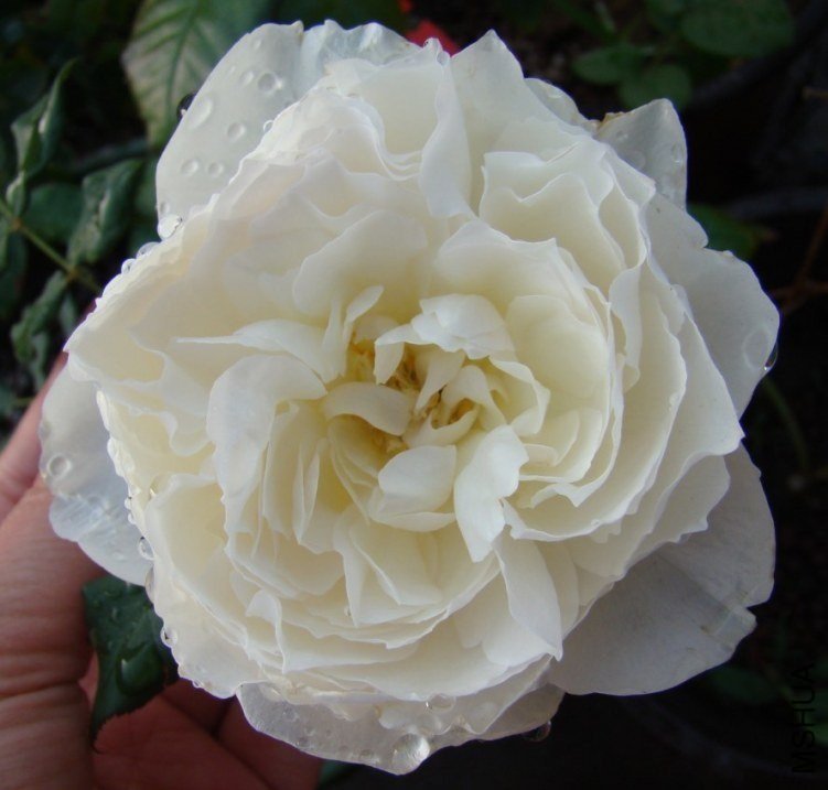 ��֮ˮ��1 of �¹�����.jpg