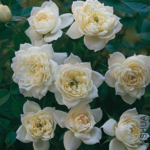 ����÷������(BRIDAL MEILLANDINA)).jpg