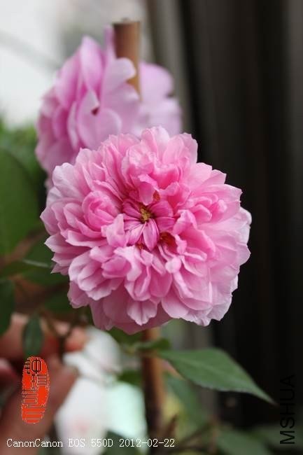 ��Ů����ɯ��2 of ������ .jpg