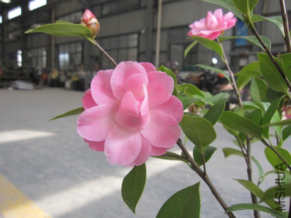 IMG_9949.jpg
