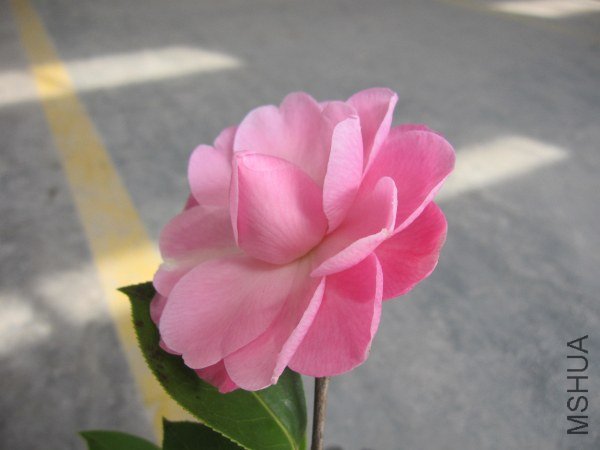 IMG_9950.jpg