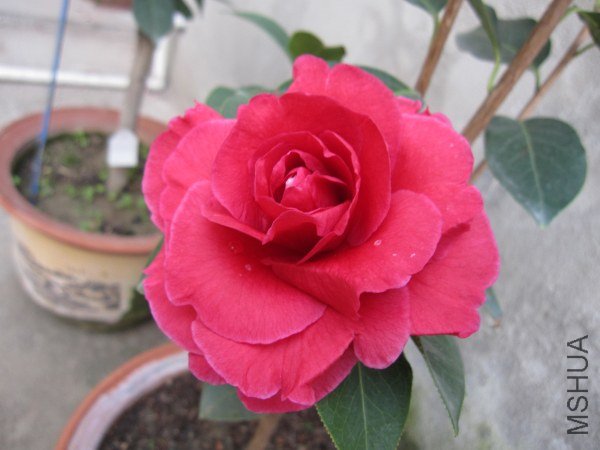 IMG_9925.jpg