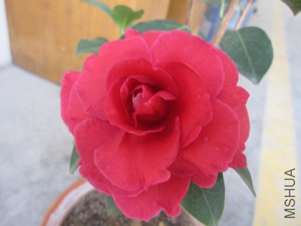 IMG_9936.jpg