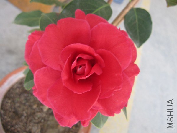 IMG_9937.jpg
