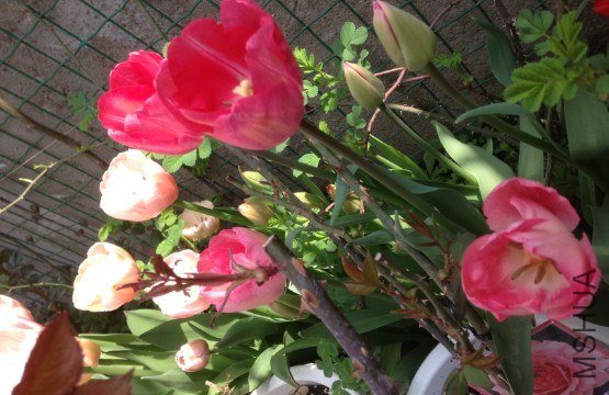 QQ��ͼ20130309123737.jpg