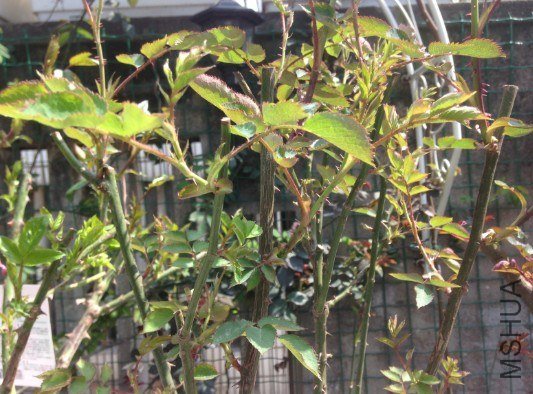 QQ��ͼ20130309123838.jpg