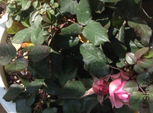 QQ��ͼ20130309124356.jpg