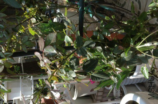 QQ��ͼ20130309124428.jpg