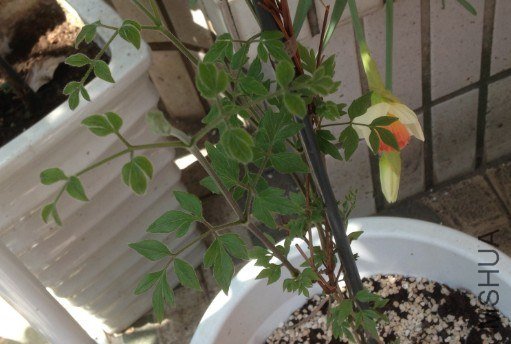 QQ��ͼ20130309124745.jpg