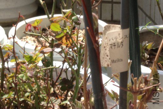QQ��ͼ20130309124957.jpg