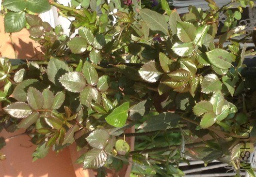 QQ��ͼ20130309125031.jpg