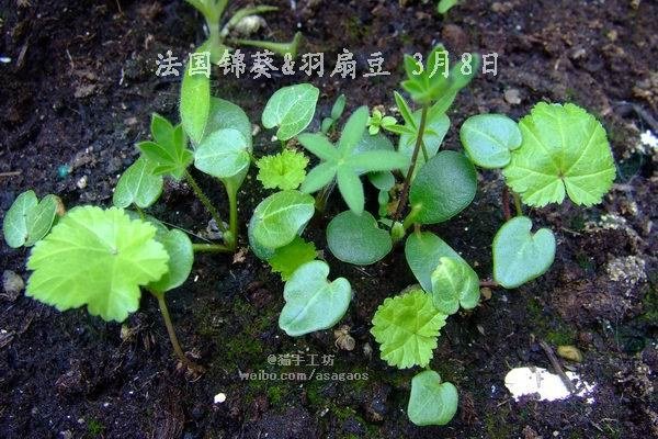 �������� ���ȶ�2013-0308(089).jpg