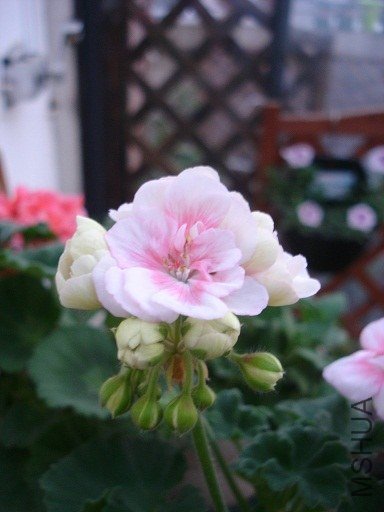 DSC01278.JPG