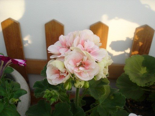 DSC01295.JPG