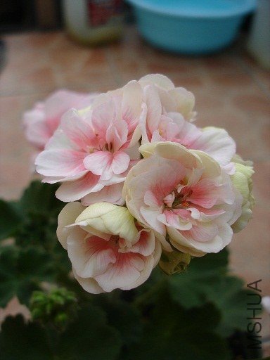 DSC01318.JPG