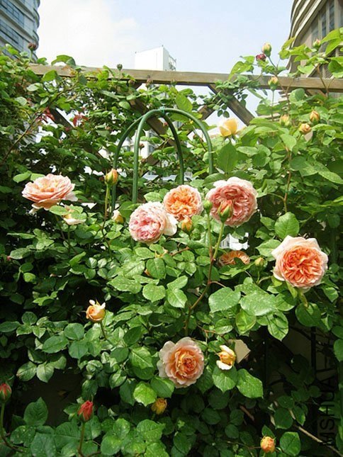 �ǲ��������8 of Yifei1406.jpg