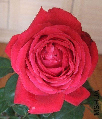 �����˺�1 of gamearts .jpg