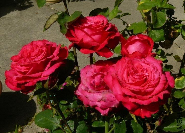 �����˺�4 of Rosarian.jpg