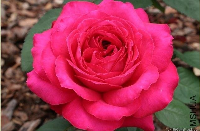 �����˺�5 of Rosarian.jpg