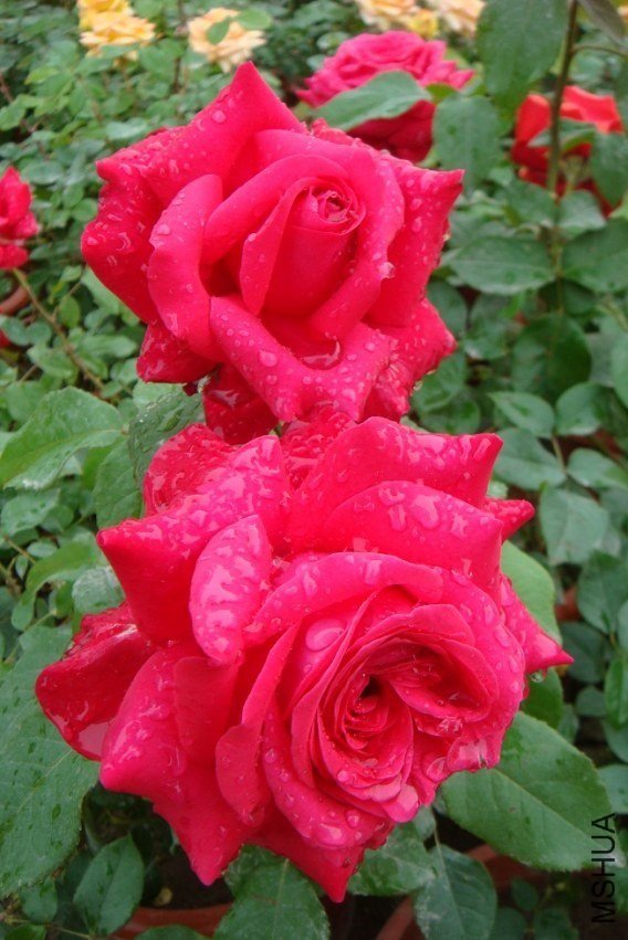 �����˺�6 of Rosarian.jpg