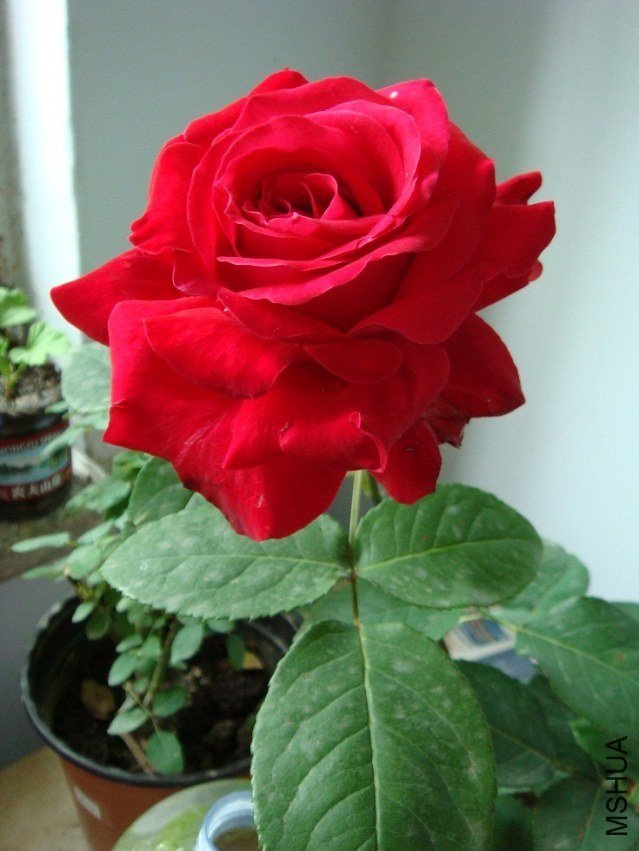 �����˺�7 of Rosarian.jpg