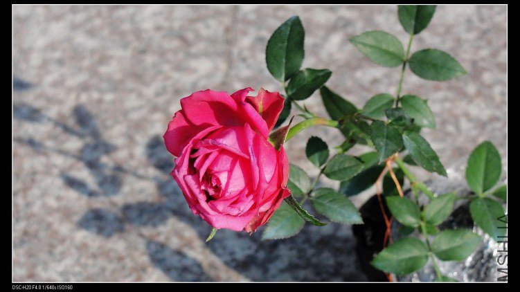 DSC03880.jpg