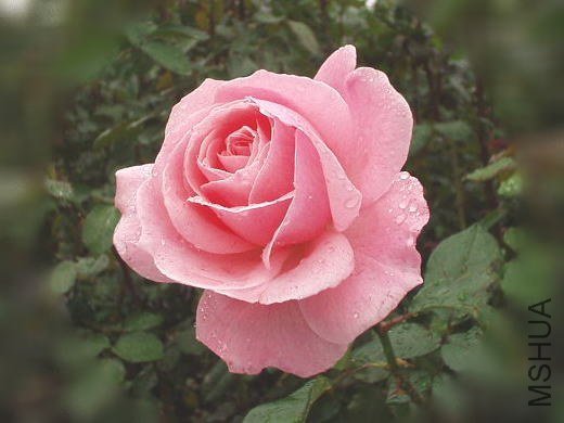 ����ɯ��Ů�� (Queen Elizabeth).jpg