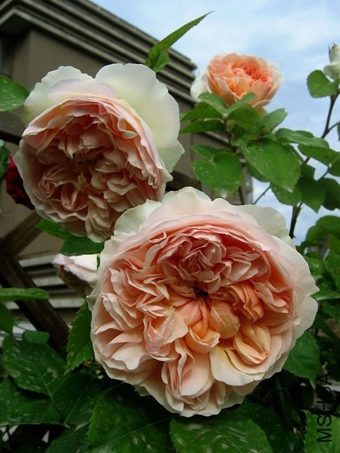 ��ܽ��3  of Yifei1406.jpg