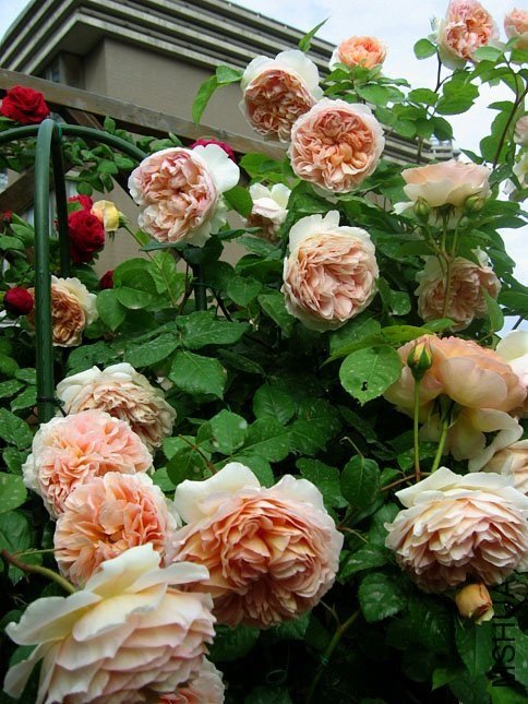 ��ܽ��5  of Yifei1406.jpg