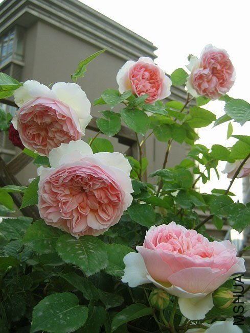 ��ܽ��8  of Yifei1406.jpg