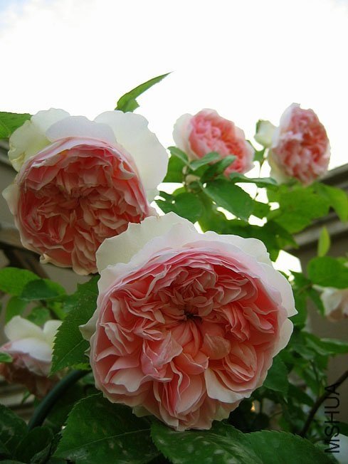 ��ܽ��9  of Yifei1406.jpg