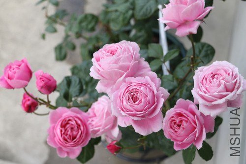 ��������Ů2 of ivanovic.jpg