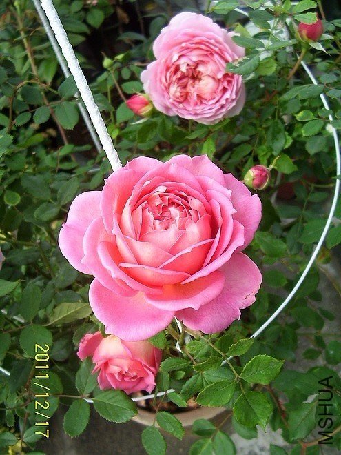 �������1 of zjaabing .jpg