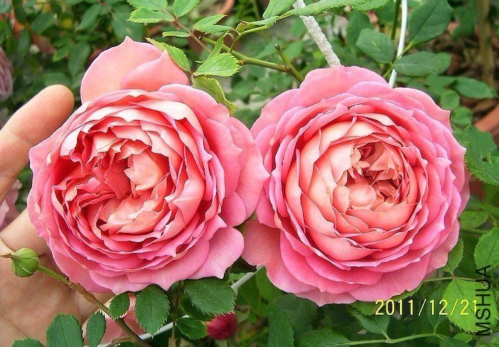 �������2 of zjaabing .jpg