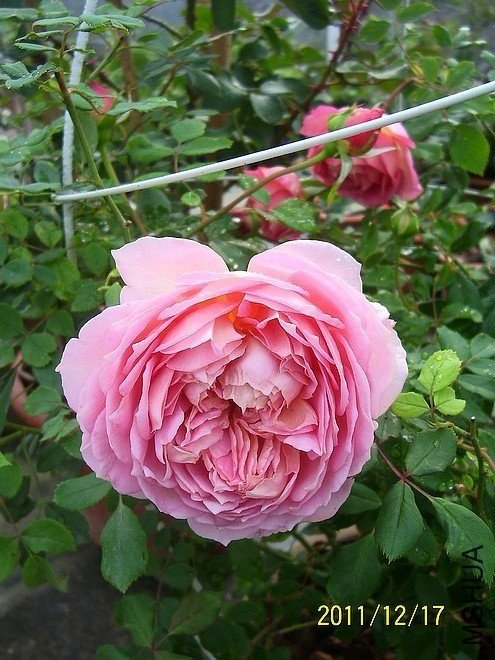 �������3 of zjaabing .jpg