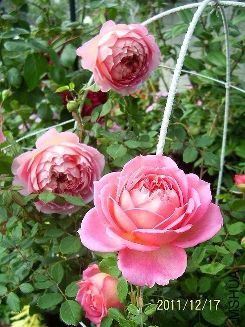 �������4 of zjaabing .jpg