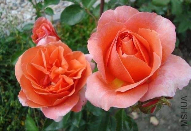 ӣ�Ұ�����85-1.jpg