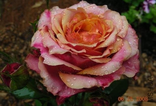 ӣ�Ұ�����85-2.jpg