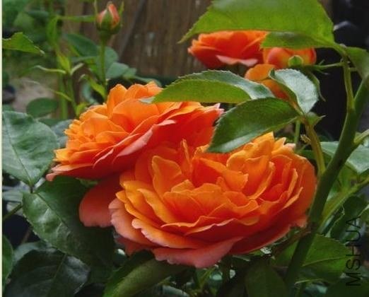 ӣ�Ұ�����85-3.jpg