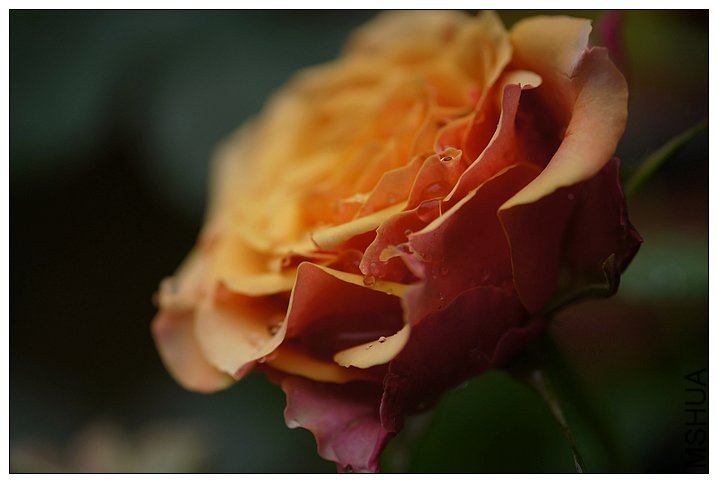 ӣ�Ұ�����85-4 of ��������.jpg