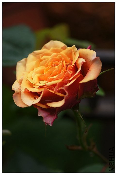 ӣ�Ұ�����85-5 of ��������.jpg