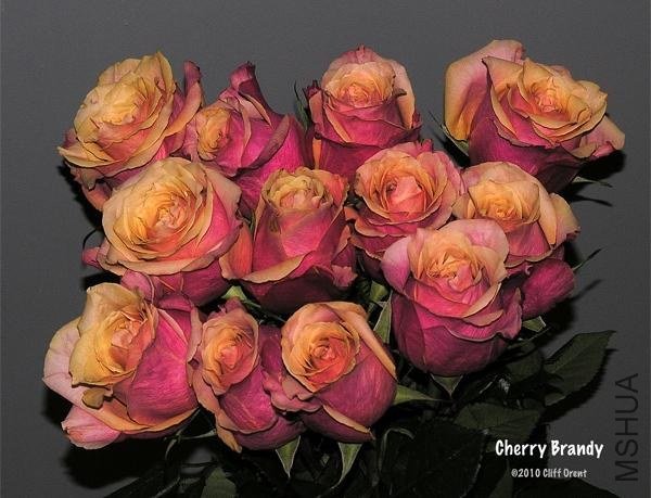 ӣ�Ұ�����2004.jpg