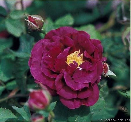 �����к���Blue Boy��.jpg