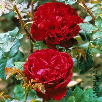 ���֮�ѣ�Fisherman\\'s Friend ��Parentage.jpg